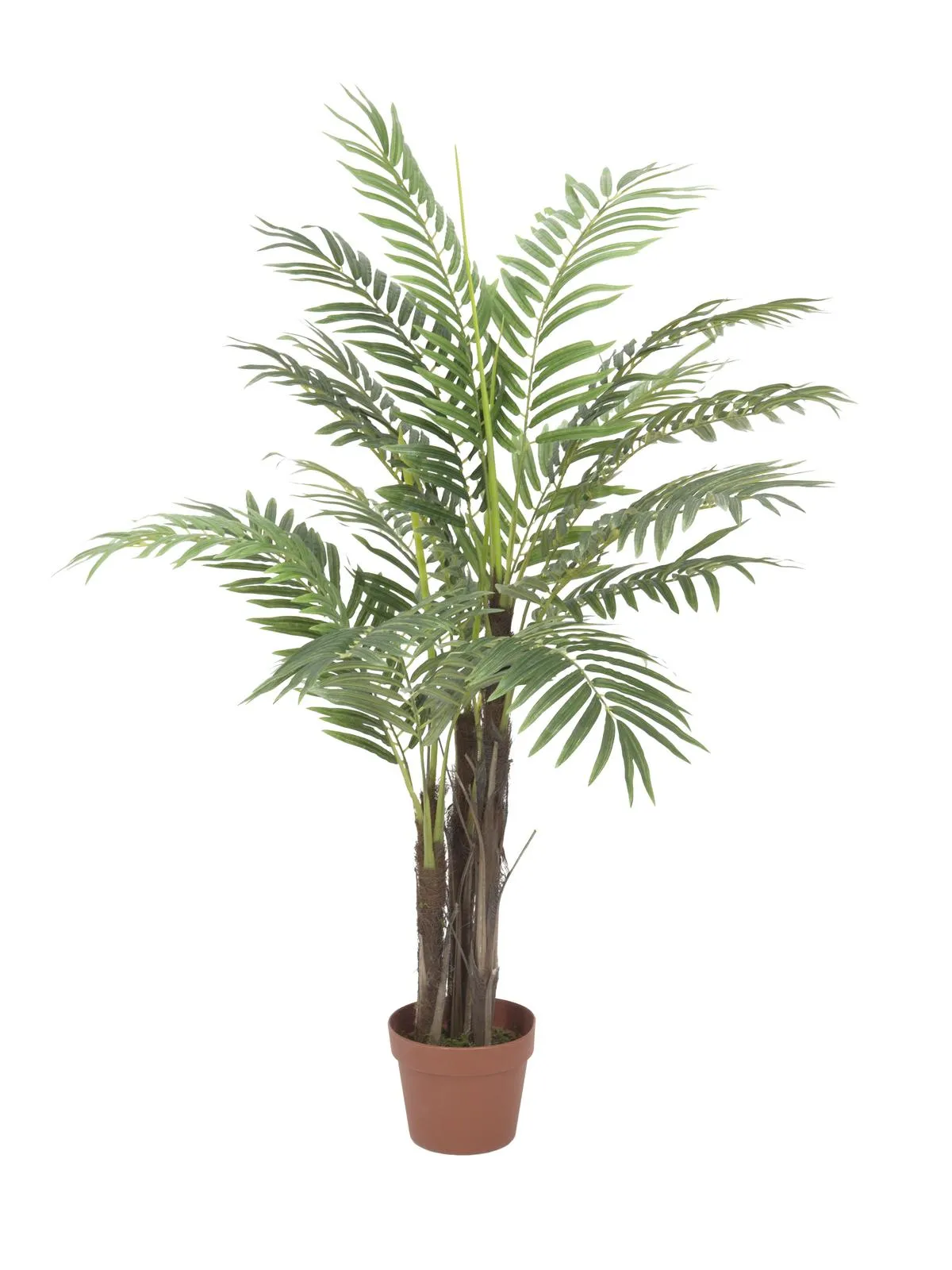 EUROPALMS Phoenix palm tree, 120cm - cover