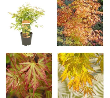 ACER PALMATUM “Orange Lace” - cover