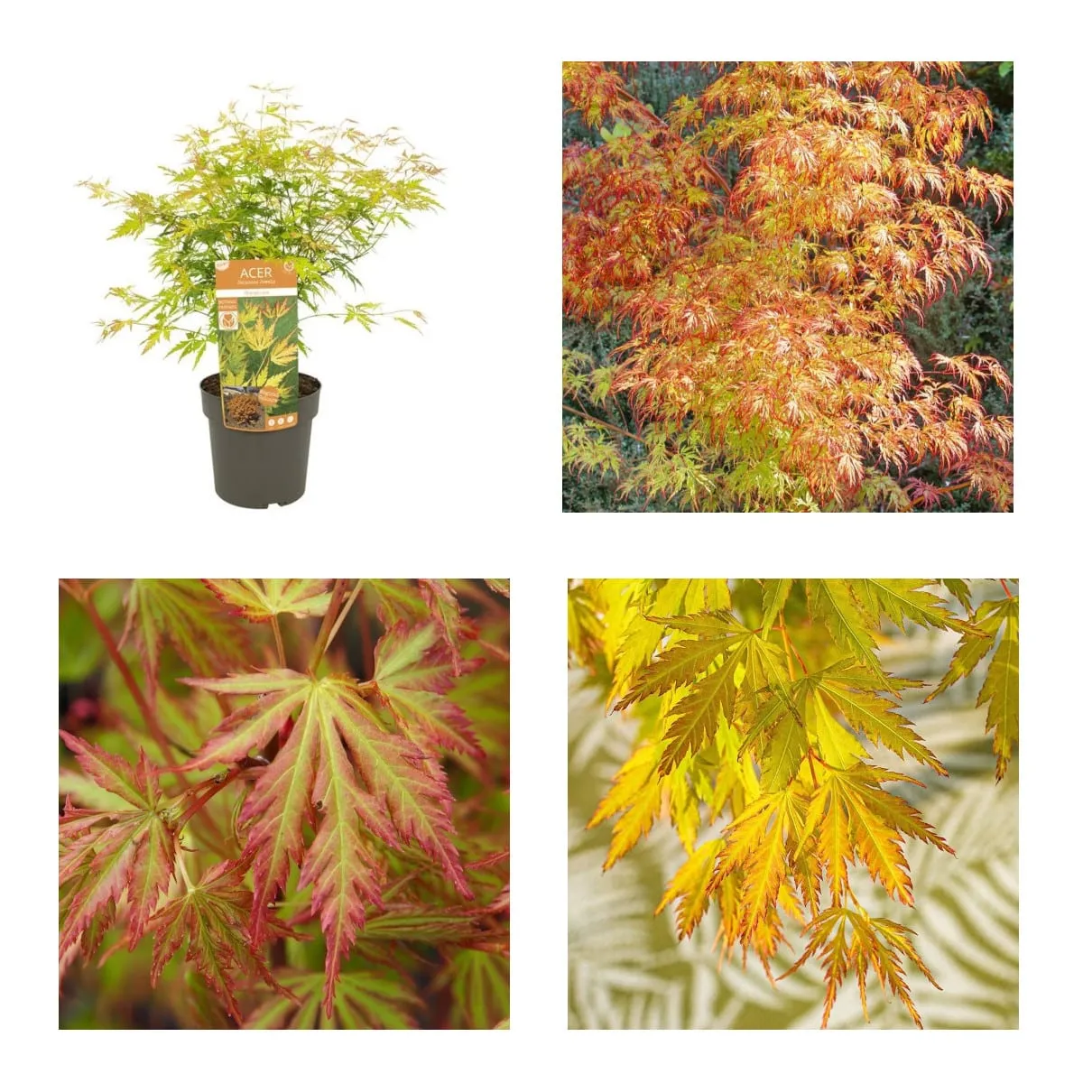 ACER PALMATUM “Orange Lace” - cover