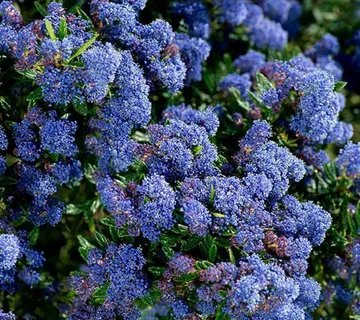 CEANOTHUS “Blue Passion” - cover