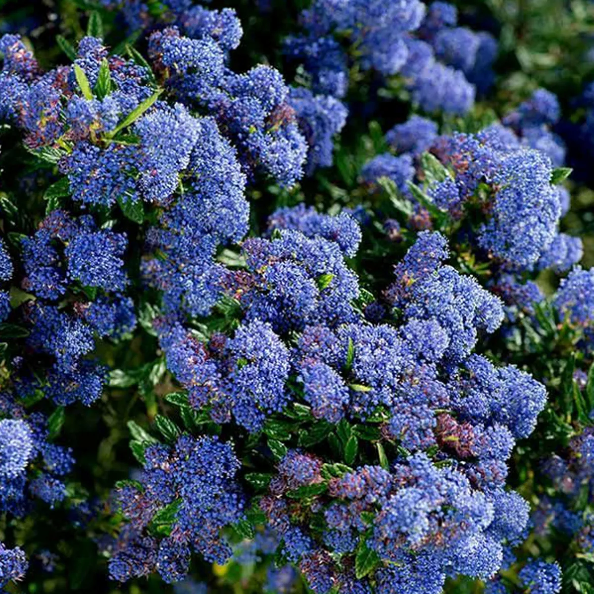 CEANOTHUS “Blue Passion” - cover