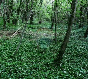 Krk,poljoprivredno zemljište(šuma) površine 4000m2, 2,5km od mora - cover