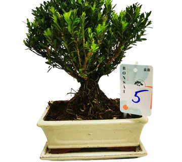 BONSAI VANJSKI “Buxus” - cover