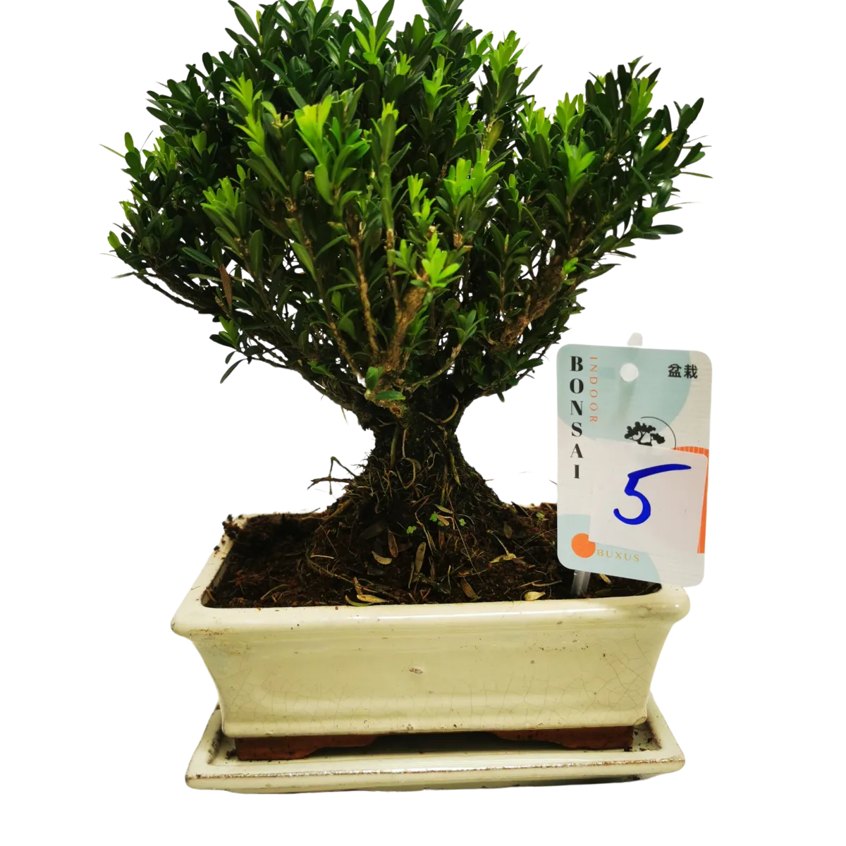 BONSAI VANJSKI “Buxus” - cover