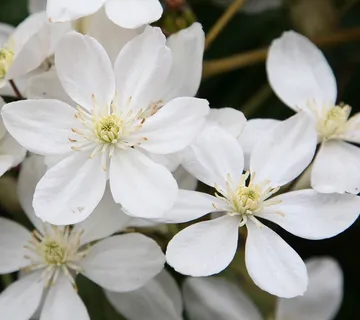 CLEMATIS ARM. “White” - cover