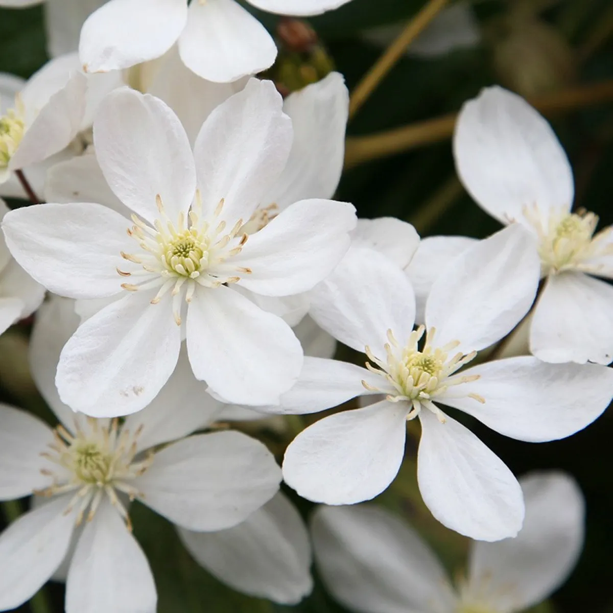 CLEMATIS ARM. “White” - cover