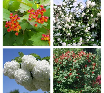 VIBURNUM OP. “Roseum”-snjež.grude - cover