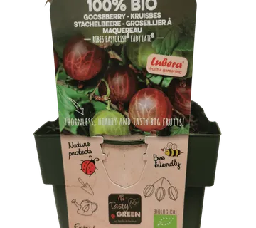 OGROZD CRVENI “Lady Late” - cover