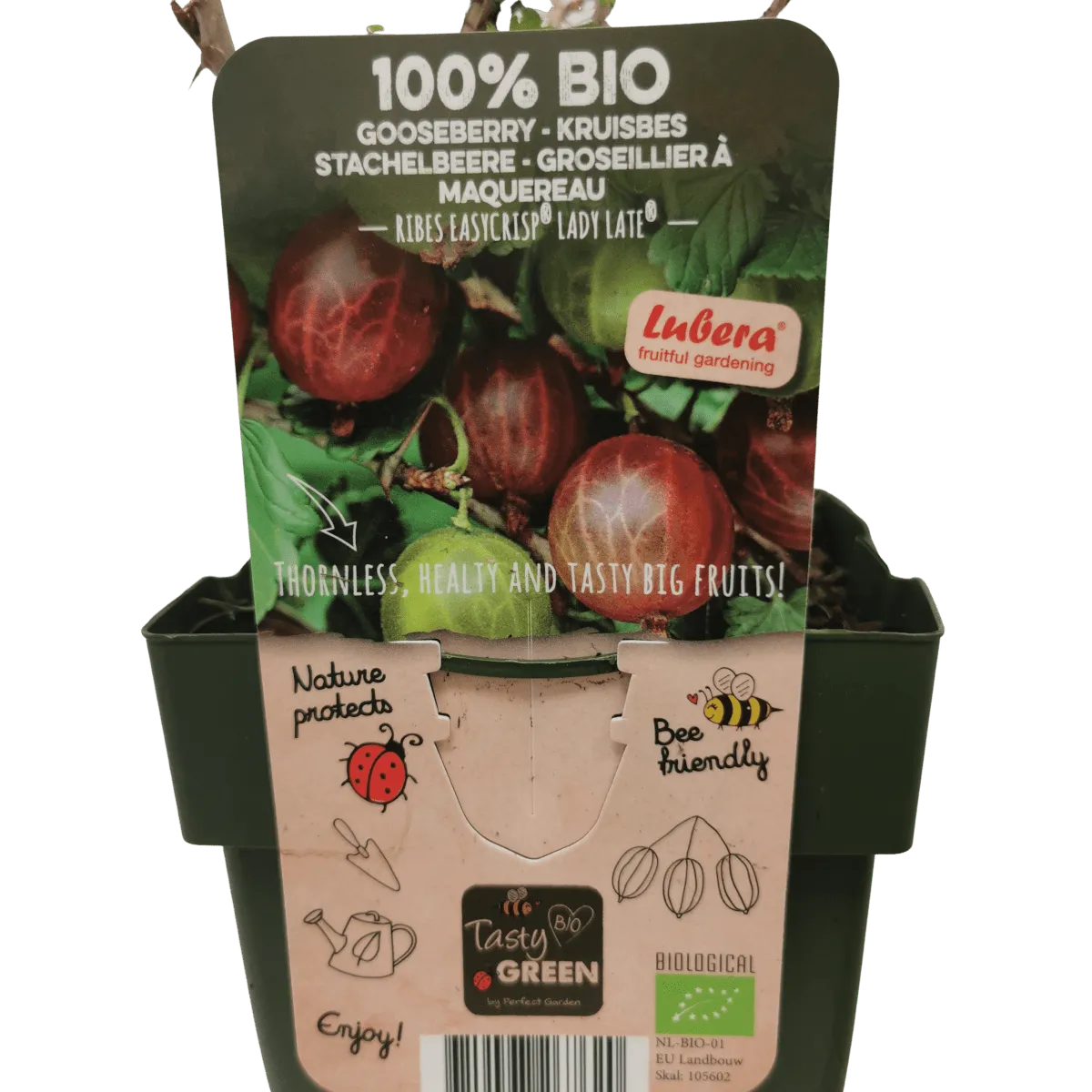 OGROZD CRVENI “Lady Late” - cover