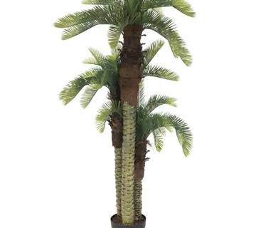 EUROPALMS Cycus palm trio, 150cm - cover