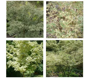 ACER PALMATUM “Butterfly” - cover