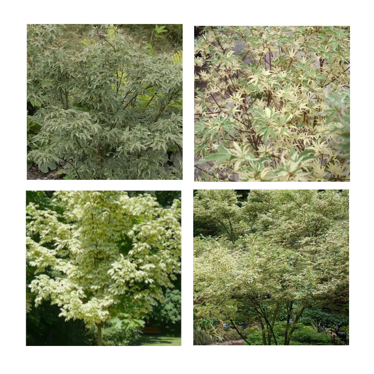 ACER PALMATUM “Butterfly” - cover