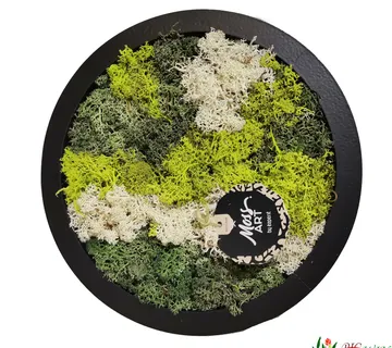 COMPO MOSS ART - cover