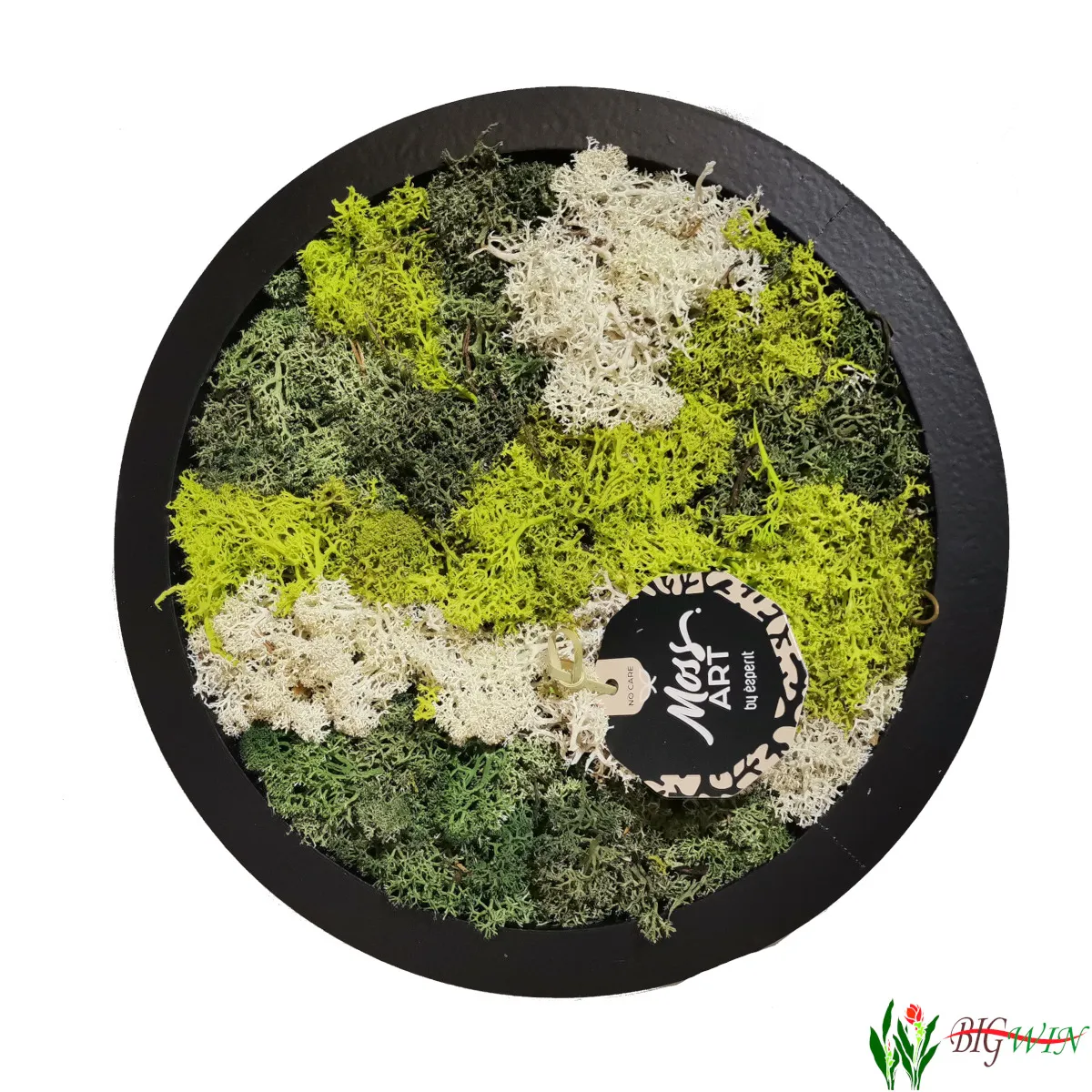 COMPO MOSS ART - cover