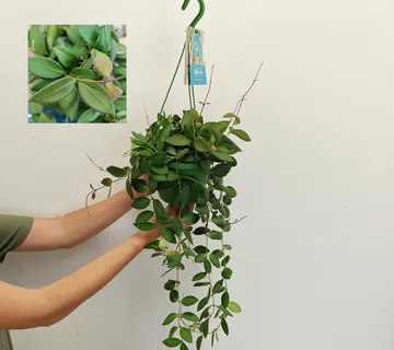 HOYA BURTONIAE - cover