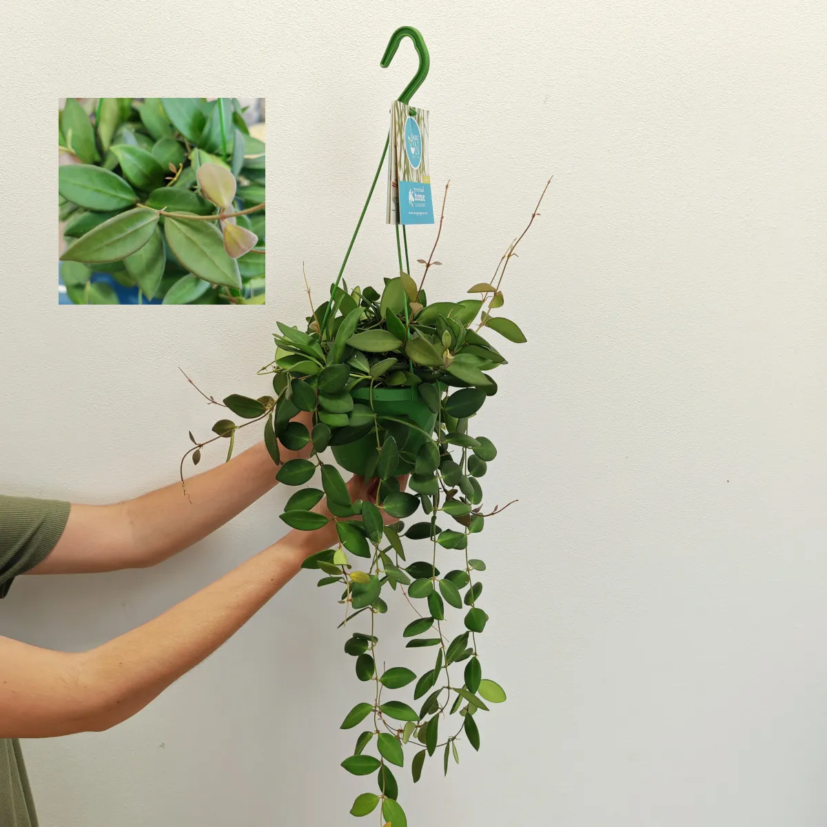 HOYA BURTONIAE - cover