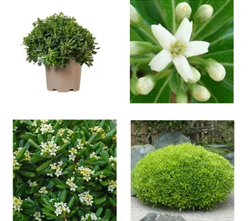 PITTOSPORUM TOBIRA - cover