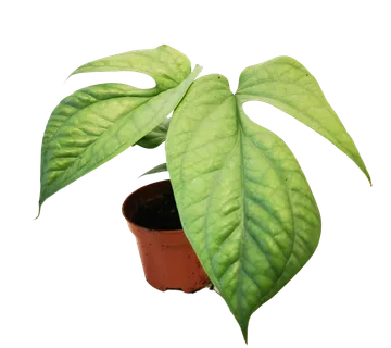 MONSTERA AMYDRIUM “Medium Silver” - cover