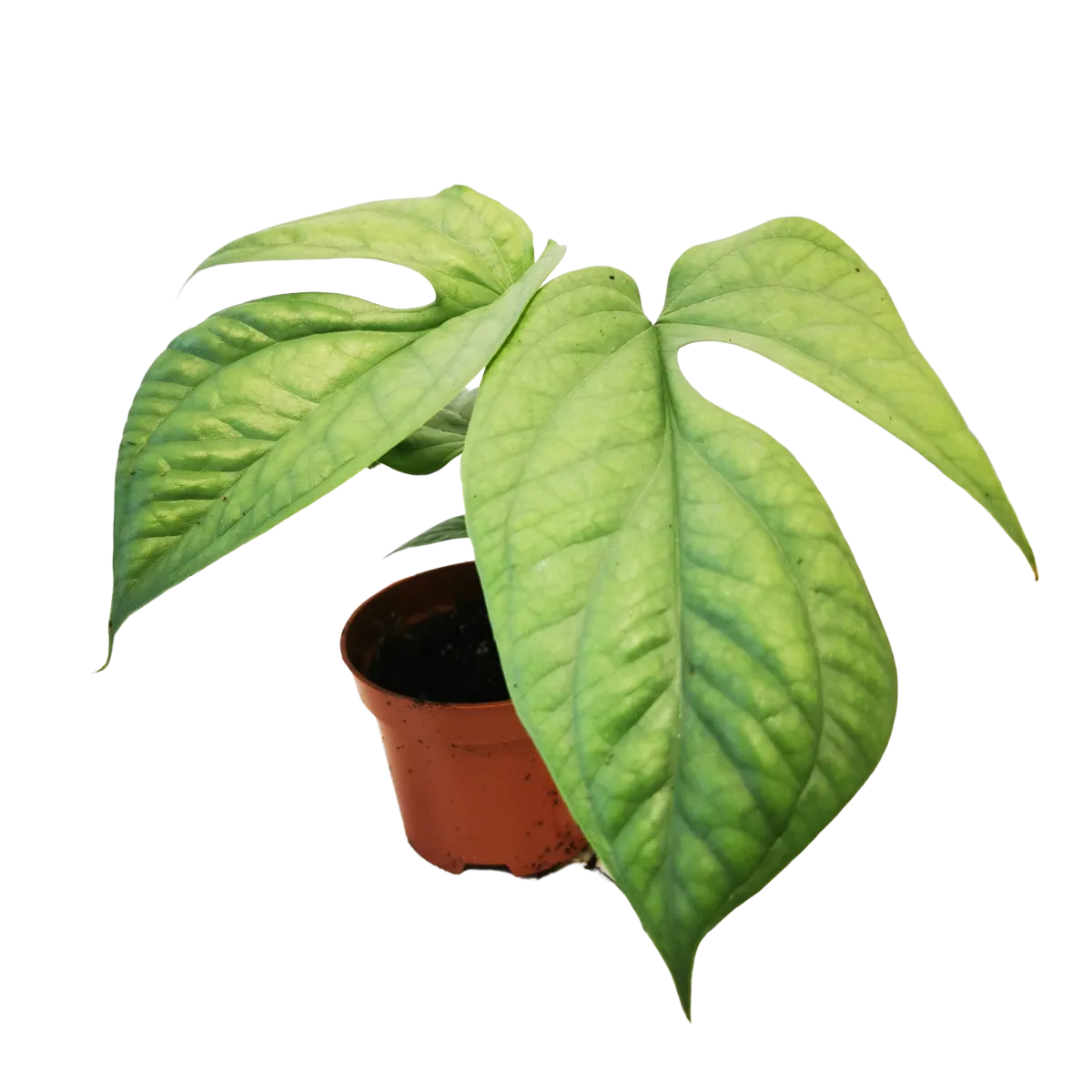 MONSTERA AMYDRIUM “Medium Silver” - cover