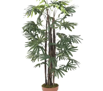 EUROPALMS Raphis palm tree, 120cm - cover