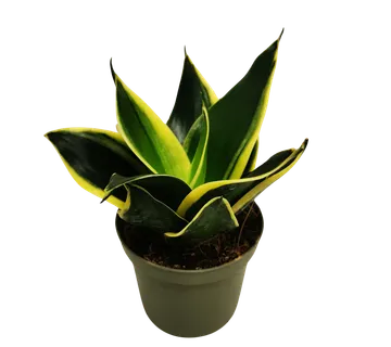 SANSEVIERIA HAHNII “Pagoda” - cover