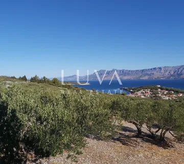 Brač, Povlja, zemljište s maslinikom i pogledom na more, 3839 m2 - Povlja, Selca