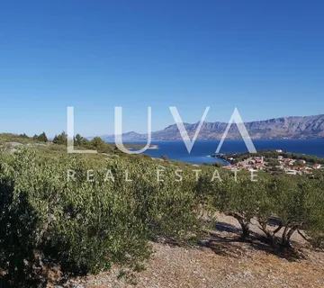 Brač, Povlja, zemljište s maslinikom i pogledom na more, 3839 m2 - cover