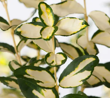 EUONYMUS FOR. “Blondy” - cover