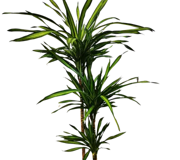 DRACENA Frag. ‘Riki’ - cover