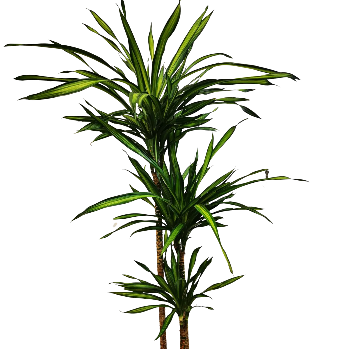 DRACENA Frag. ‘Riki’ - cover