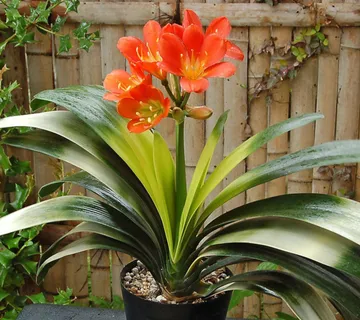 CLIVIA MINIATA - cover