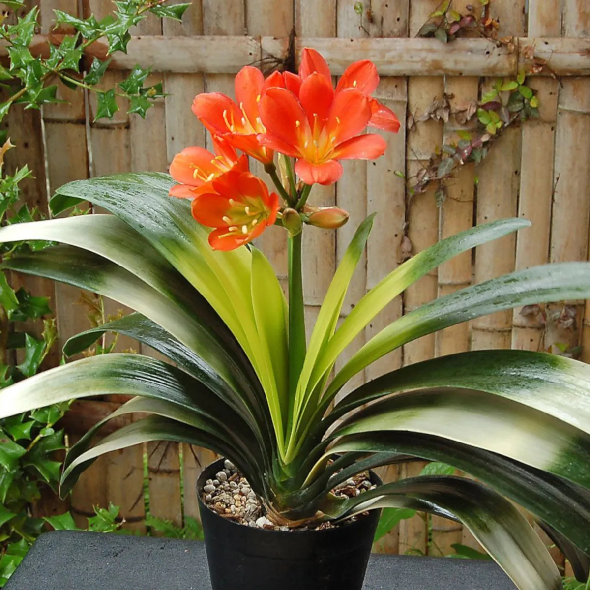 CLIVIA MINIATA - cover