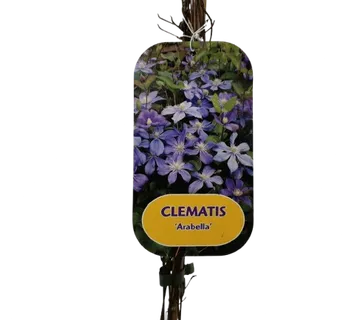 CLEMATIS “Arabella” - cover