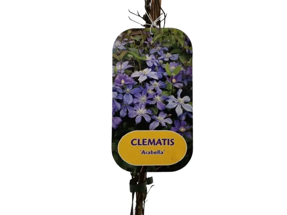 CLEMATIS “Arabella” - cover