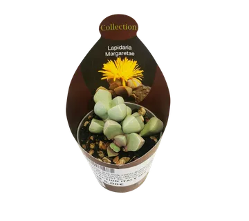 LAPIDARIA MARGARETAE - cover