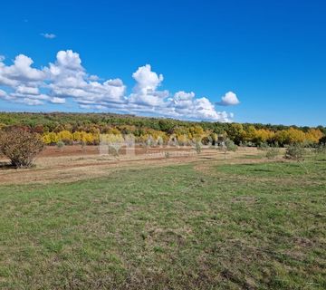 ISTRA, JURAL - Poljoprivredno zemljište s posađenim maslinama, 13300 m2 - cover