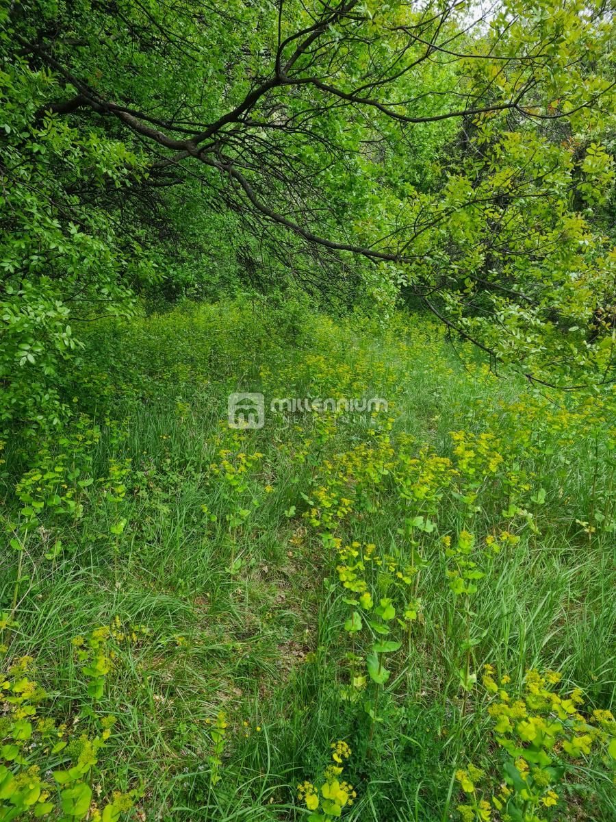 Fotografija