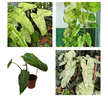 PHILODENDRON “Paraiso Verde” - cover