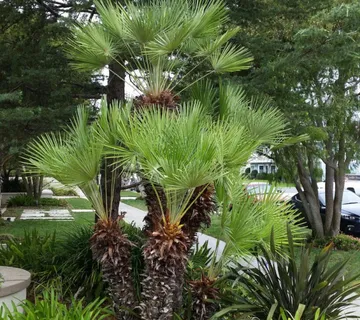 CHAMAEROPS HUMILIS - cover