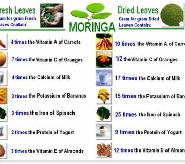 Moringa TREE - cover