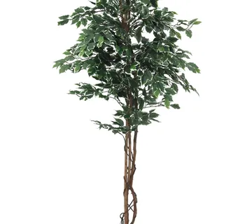 EUROPALMS Variegated Ficus, 240cm - cover