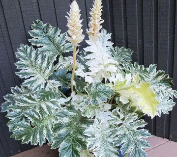 ACANTHUS M. “White Water” - cover