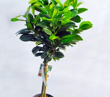 LOVOR VIŠNJA na štapu - cover