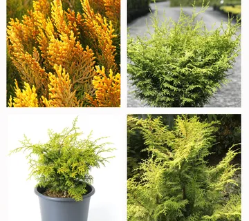 CHAMAECYPARIS LAW "Lucas" - cover