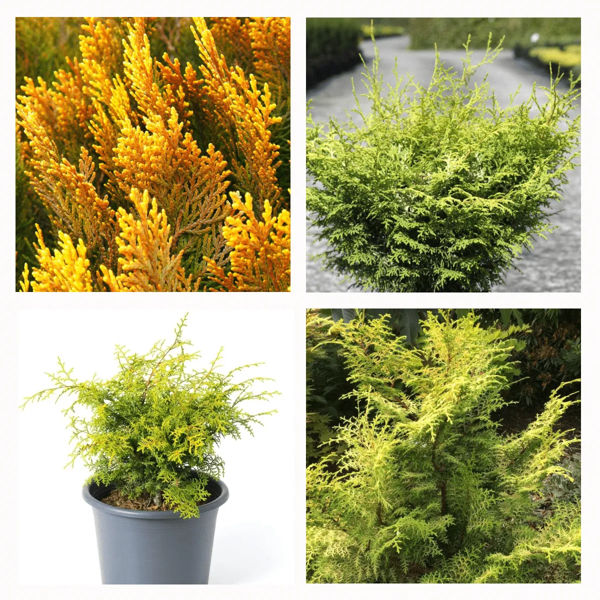 CHAMAECYPARIS LAW "Lucas" - cover