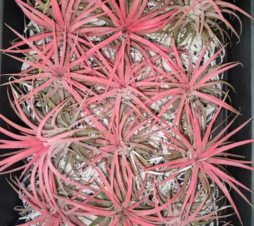 TILLANDSIA IONANTHA/zračna biljka - cover