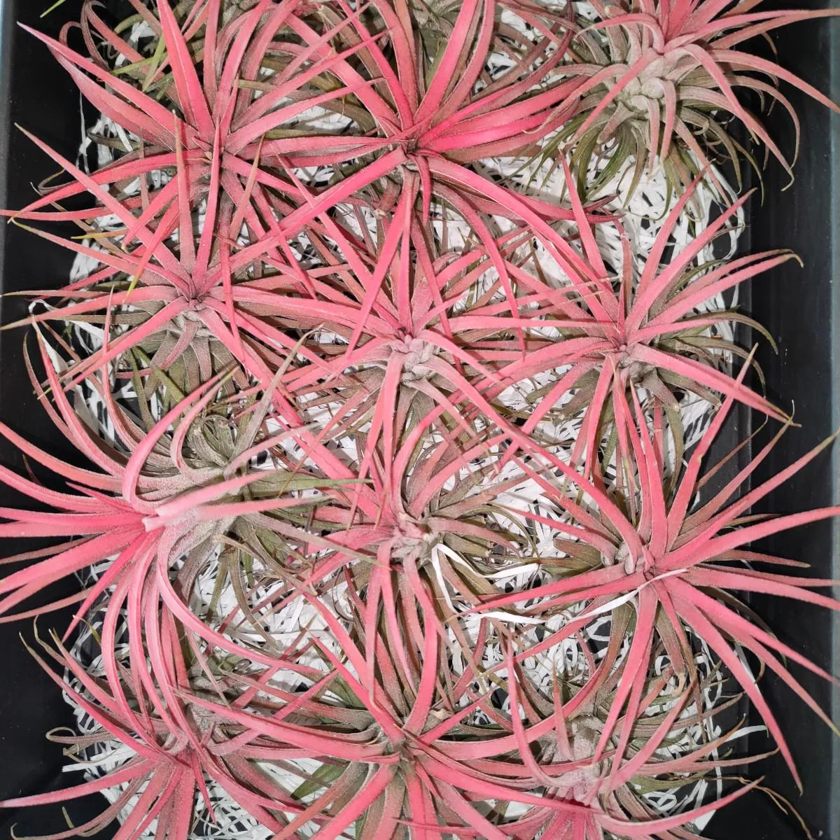 TILLANDSIA IONANTHA/zračna biljka - cover