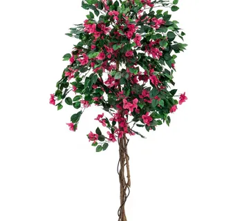 EUROPALMS Bougainvillea, red, 150cm - cover