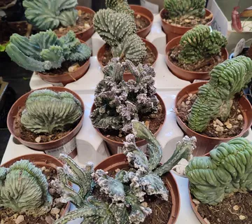 CACTUS “Cristata” - cover