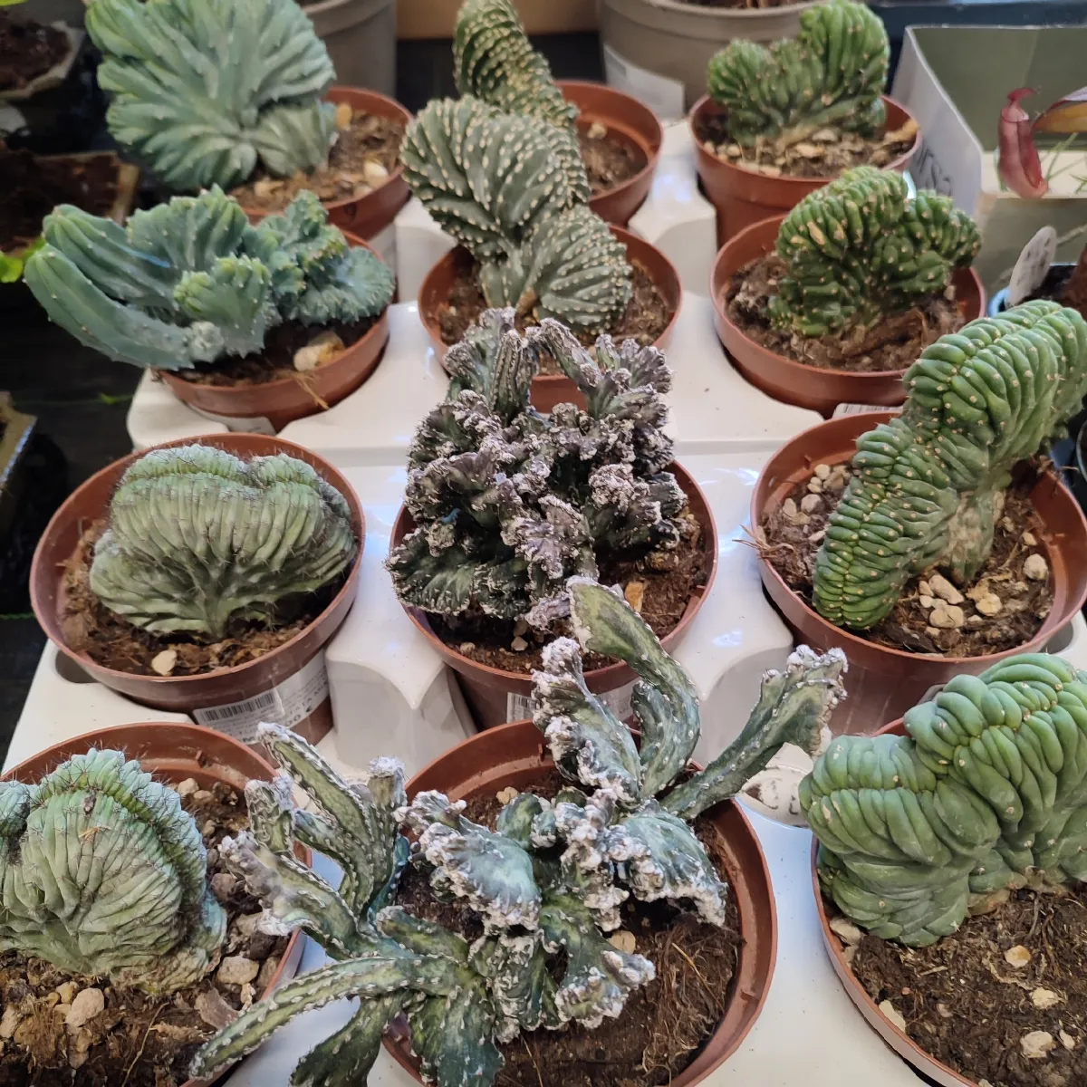 CACTUS “Cristata” - cover